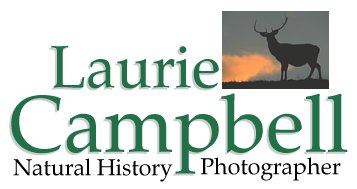 click to enter lauriecampbell.com